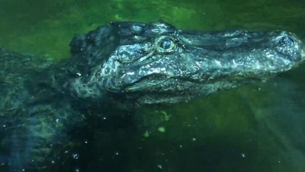 В Московском зоопарке умер крокодил, есть версия, что он принадлежал Гитлеру - Sputnik Южная Осетия
