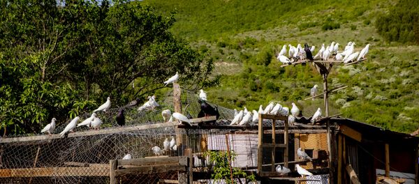 Чилӕхсаты Мурӕты бӕлӕттӕ Чилӕхсаты Мурӕты бӕлӕттӕ - Sputnik Хуссар Ирыстон