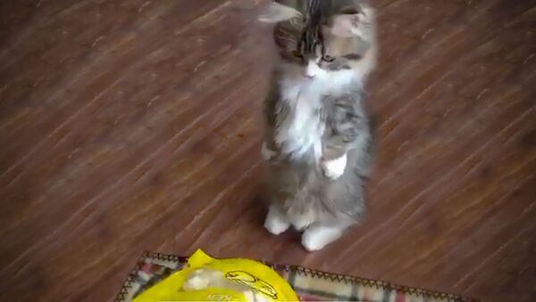 Пользователей соцсетей умилил хлопающий лапами котенок - Sputnik Южная Осетия