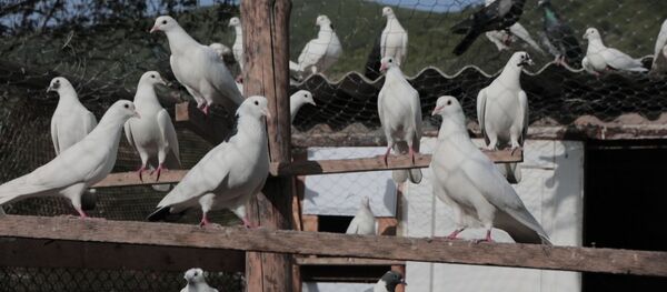 Любовь и голуби Мурата Келехсаева Любовь и голуби Мурата Келехсаева - Sputnik Южная Осетия