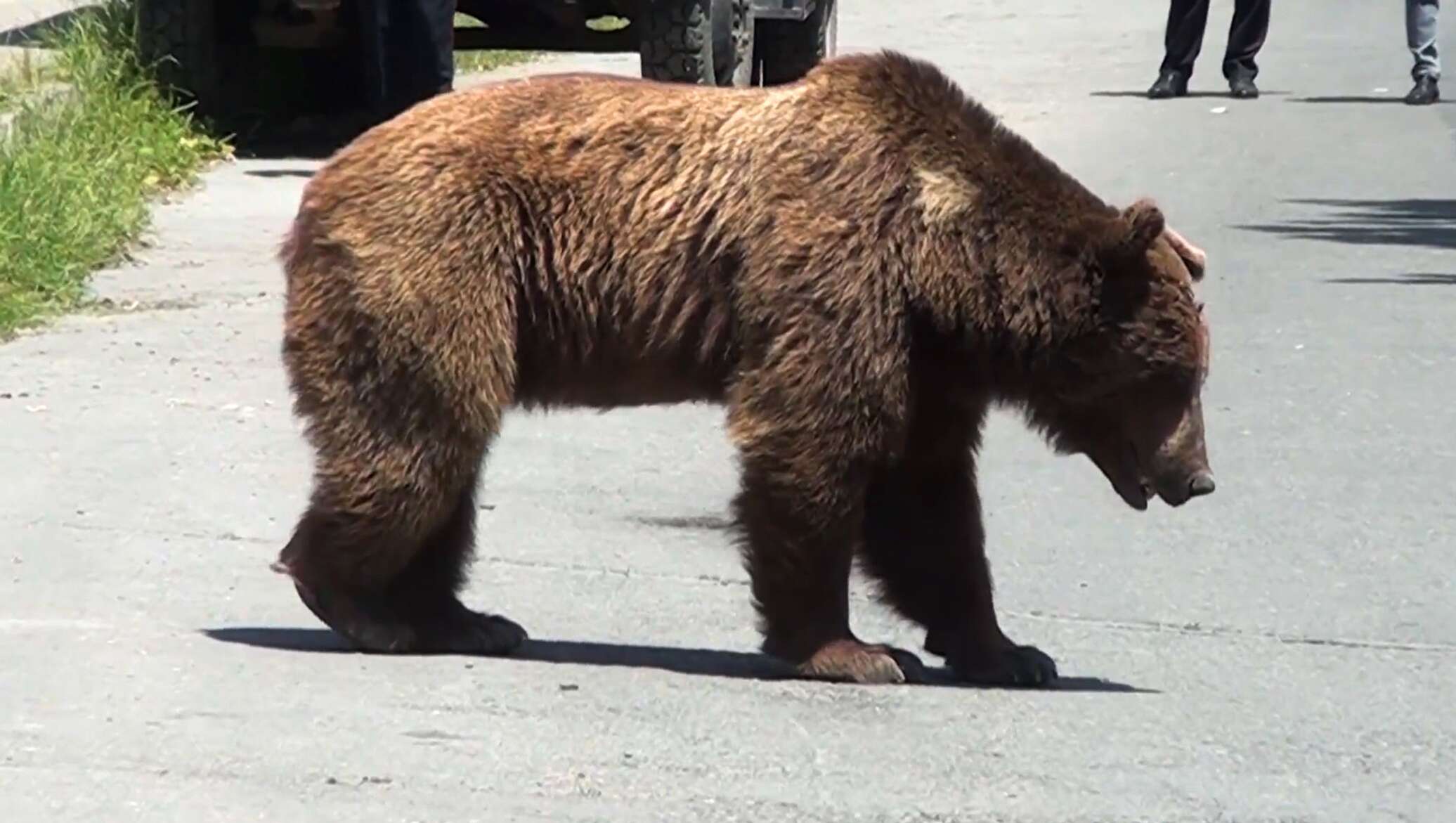 Хороший медведь видео. Азербайджанский медведь. Медведи в Азербайджане. Медведь турист. Азербайджанец с медведем.