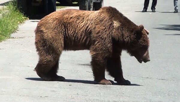 Косолапый турист: медведя, устроившего переполох в азербайджанском Шеки, отправили на лечение - Sputnik Южная Осетия