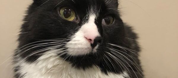 Забавнейшая реакция кошки на пение хозяйки Забавнейшая реакция кошки на пение хозяйки - Sputnik Южная Осетия