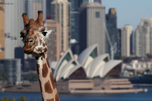 Жираф из Сиднейского зоопарка на фоне Сиднейского оперного театра - Sputnik Южная Осетия