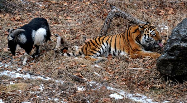 Дружба козла Тимура и тигра Амура в Приморском сафари-парке - Sputnik Южная Осетия
