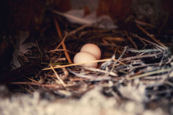 Яйца голубей - Sputnik Южная Осетия