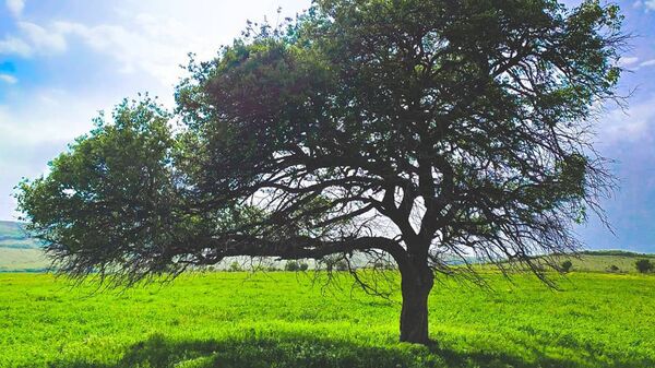 Сӕйраджыдӕр практикӕ: къамисджыты конкурсы финалист Цхинвалӕй йӕ фидӕны нывӕзтыты тыххӕй Сӕйраджыдӕр практикӕ: къамисджыты конкурсы финалист Цхинвалӕй йӕ фидӕны нывӕзтыты тыххӕй - Sputnik Хуссар Ирыстон
