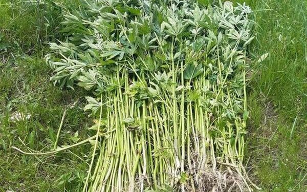 Милиция нашла на окраине села в Южной Осетии сотни кустов конопли - Sputnik Южная Осетия