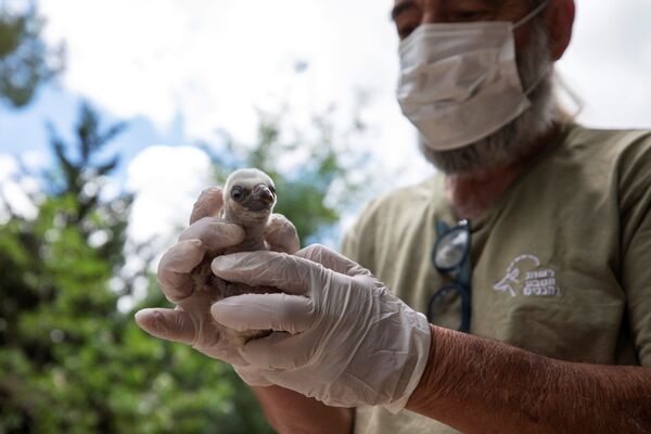 Птенец белоголового сипа в руках у менеджера Управления природы и парков Израиля - Sputnik Южная Осетия