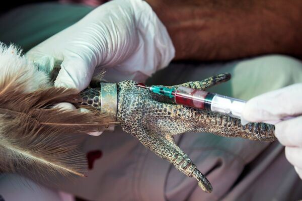 Специалист берет кровь у белоголового сипа в рамках национального проекта по защите и увеличению популяции птицы в Израиле - Sputnik Южная Осетия