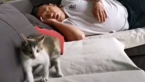 Смешная реакция кошки на храп хозяина - Sputnik Южная Осетия