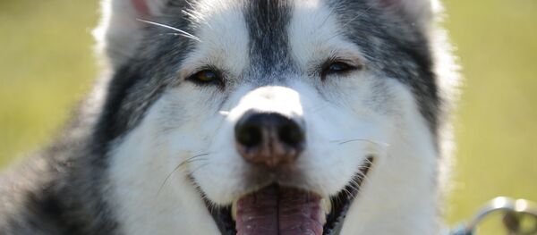 Сибирский хаски Сибирский хаски - Sputnik Южная Осетия