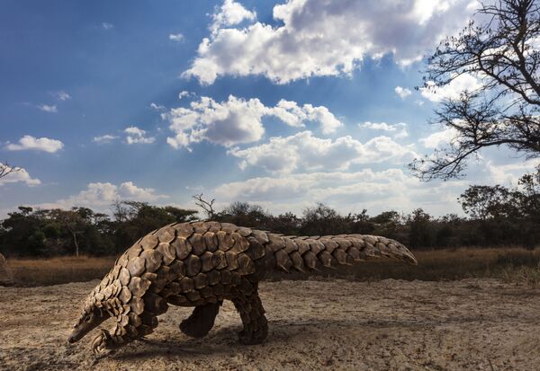Снимок Pangolins in Crisis южноафриканского фотографа Brent Stirton, победивший в категории Natural World & Wildlife (Professional) конкурса Sony World Photography Awards 2020 - Sputnik Южная Осетия