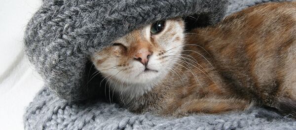 Наглый кот прервал сон пса, используя приём подлый кусь - Sputnik Южная Осетия