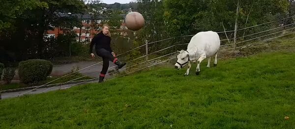 Играющая с мячом корова Играющая с мячом корова - Sputnik Южная Осетия