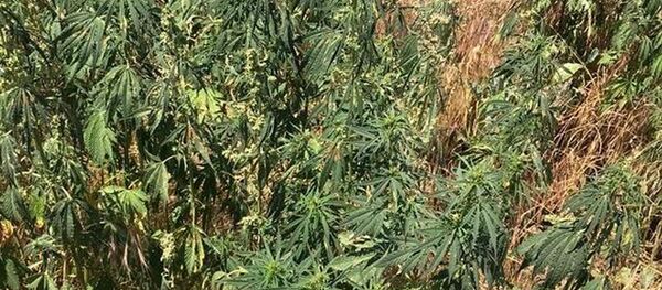 Хуссар Иры милици ссардта гӕны 222 къутӕры - Sputnik Хуссар Ирыстон