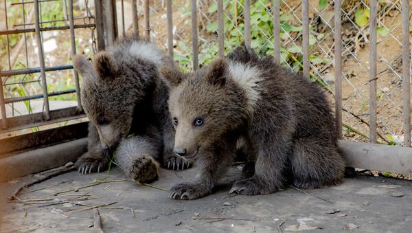 Медведи в Цхинвале - Sputnik Южная Осетия