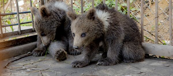 Медведи в Цхинвале Медведи в Цхинвале - Sputnik Южная Осетия