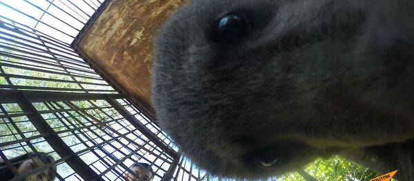 В Южной Осетии медвежонок отобрал у оператора камеру - смотрите, что он записал В Южной Осетии медвежонок отобрал у оператора камеру - смотрите, что он записал - Sputnik Южная Осетия