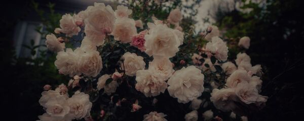 Розы на улицах Цхинвала - Sputnik Южная Осетия