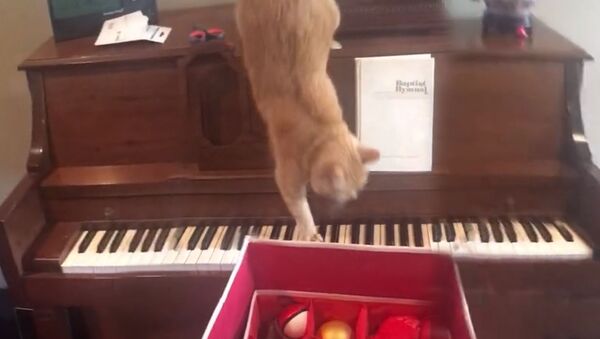 Падение кота на пианино - Sputnik Южная Осетия
