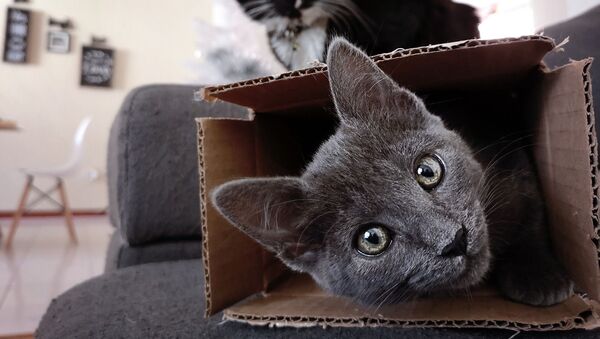 Кошка в коробке - Sputnik Южная Осетия