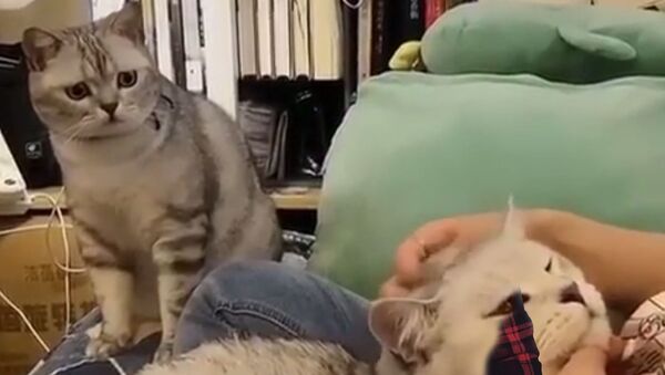 А как же я?: терзаемый ревностью кот попал на видео - Sputnik Южная Осетия