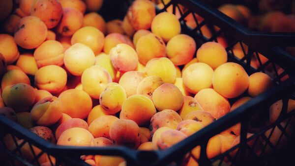 Урожай абрикосов в окрестностях села Прис - Sputnik Южная Осетия