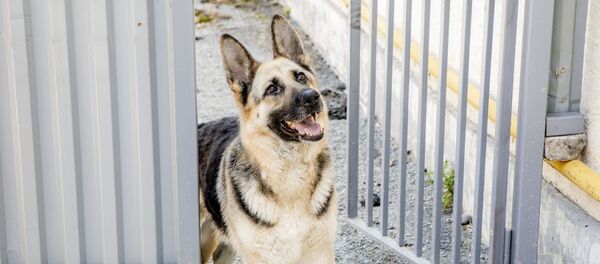 Красавица Красавица - Sputnik Южная Осетия