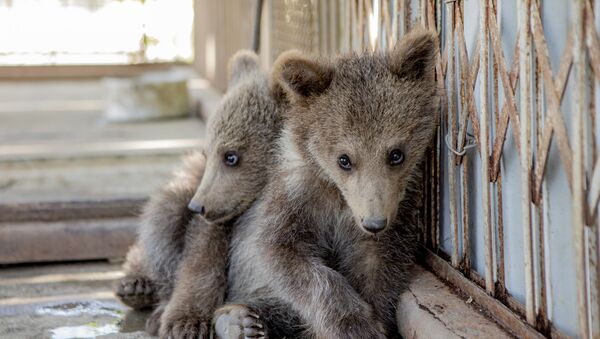 Передача медвежат в заповедник - Sputnik Южная Осетия