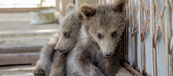 Передача медвежат в заповедник Передача медвежат в заповедник - Sputnik Южная Осетия