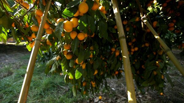 От мандаринового дерева до прилавка: как выращивают самый новогодний фрукт - Sputnik Южная Осетия