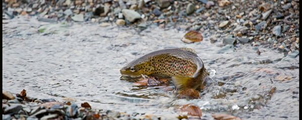 Радужная форель - Sputnik Южная Осетия