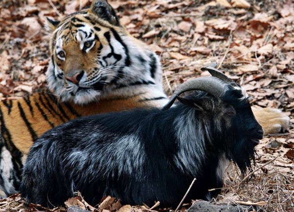 Дружба козла Тимура и тигра Амура в Приморском сафари-парке - Sputnik Южная Осетия