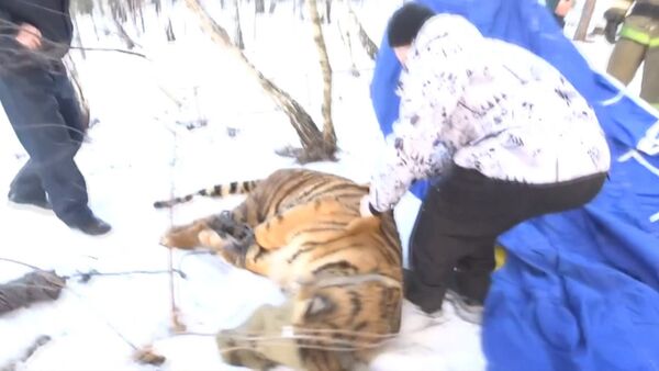 Ветеринар выстрелил транквилизатором в сбежавшего под Воронежем тигра - Sputnik Южная Осетия