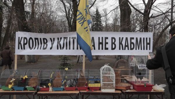 Барабаны, чучело Яценюка и клетки с кроликами на митинге у Рады в Киеве - Sputnik Южная Осетия