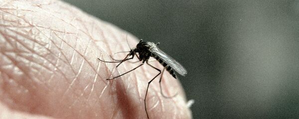 Комар Комар - Sputnik Южная Осетия