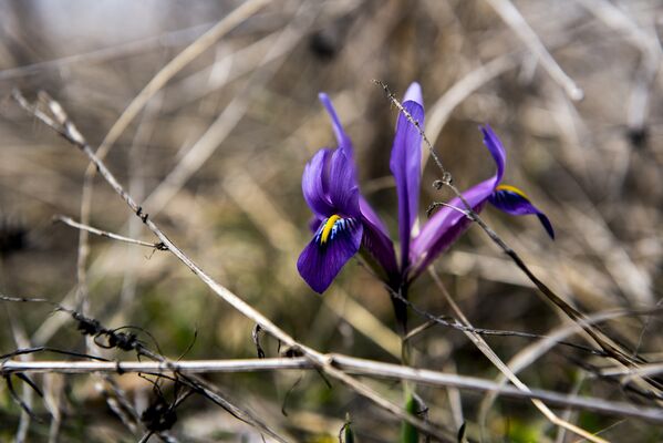 В Южной Осетии уже в первых числах марта цвело около десятка разновидностей цветов. - Sputnik Южная Осетия