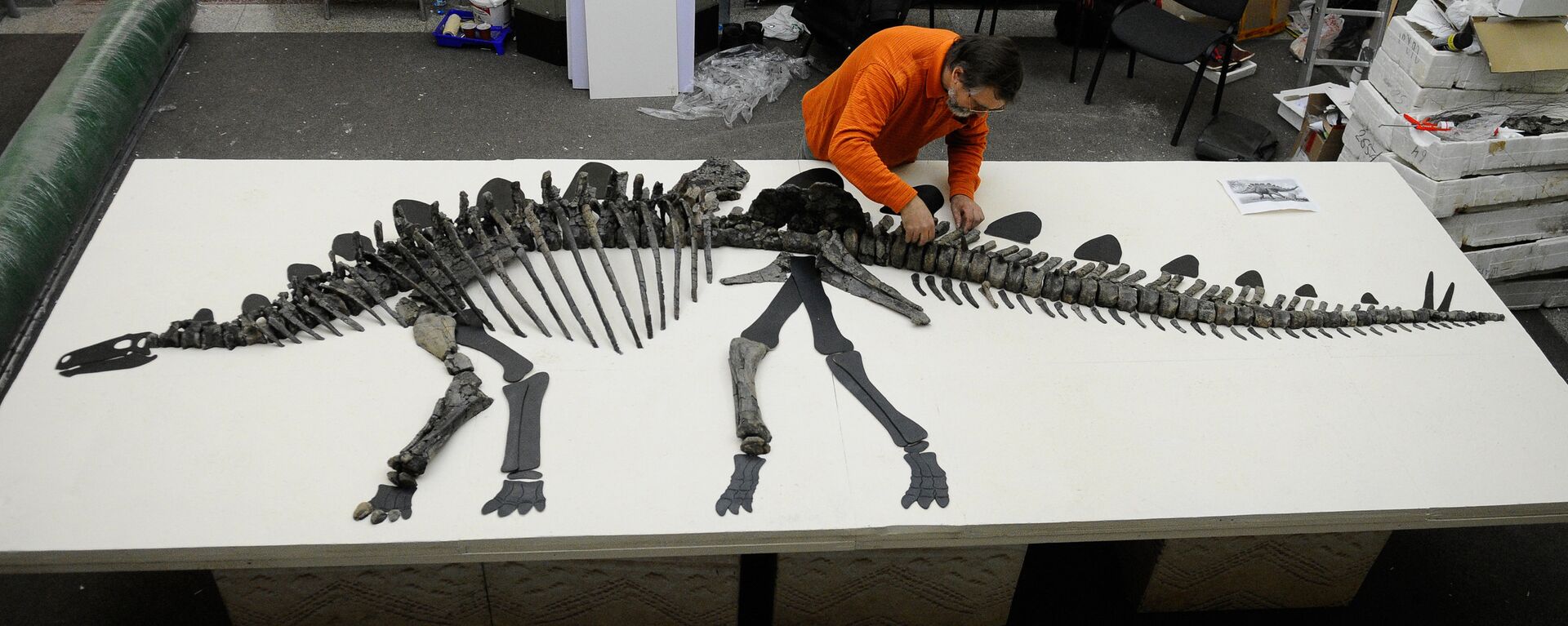 Скелет древнего стегозавра - Sputnik Южная Осетия, 1920, 17.03.2016