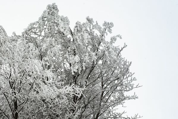 В высокогорье деревья белые от снега. - Sputnik Южная Осетия