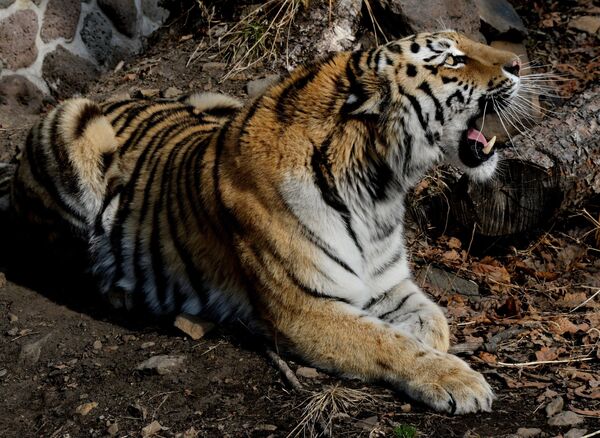 Празднование дня рождения тигра Амура в Приморском сафари-парке - Sputnik Южная Осетия