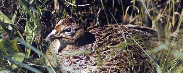 Фазан - Sputnik Южная Осетия