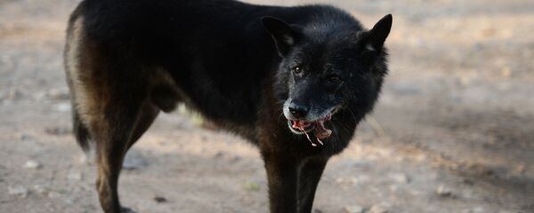 Бездомные собаки на улицах Великого Новгорода Бездомные собаки на улицах Великого Новгорода - Sputnik Южная Осетия