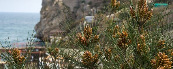 Весна в Крыму - Sputnik Южная Осетия