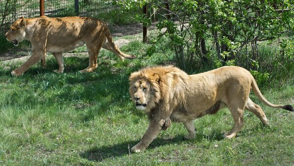 Выпуск львов в сафари-парке - Sputnik Южная Осетия