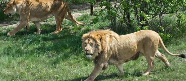 Выпуск львов в сафари-парке - Sputnik Южная Осетия
