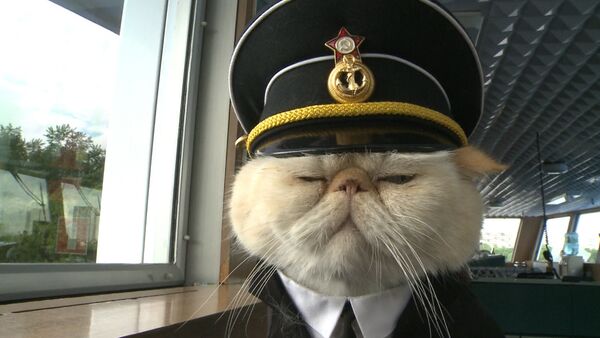 Хвостатый экипаж, или Как коты в форме служат на корабле и ходят в море - Sputnik Южная Осетия