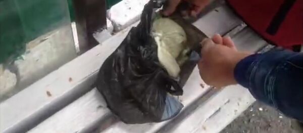 Гражданина Таджикистана задержали в Южной Осетии с партией насвая Гражданина Таджикистана задержали в Южной Осетии с партией насвая - Sputnik Южная Осетия