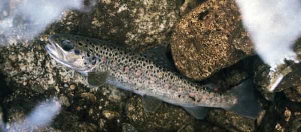 валергӕсаг - Sputnik Хуссар Ирыстон