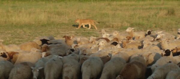 Львица-пастух, или Как Машка охраняет овец на ферме в Дагестане Львица-пастух, или Как Машка охраняет овец на ферме в Дагестане - Sputnik Южная Осетия